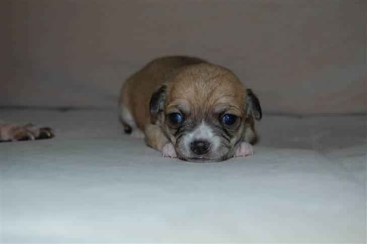 Chihuahua Thit - Thits baby Luna :) billede 6