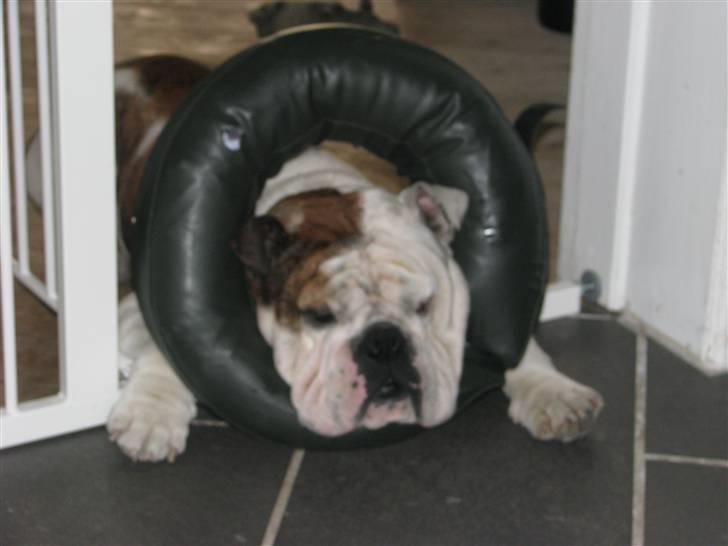 Engelsk bulldog Eigil - der falder meget vand i øjeblikket så må hellere være forberedt  billede 16