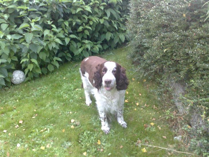Engelsk springer spaniel Bølle (aflivet) ): - smukke Bølle for-ever billede 16
