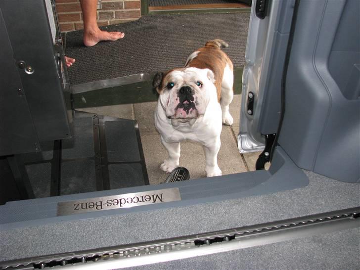 Engelsk bulldog Eigil - så skal vi ud og kører billede 17