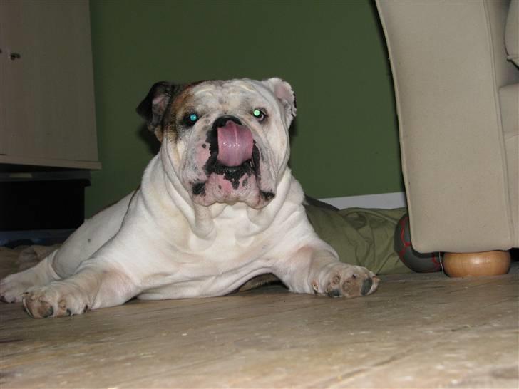 Engelsk bulldog Eigil - god guffer mor  billede 18