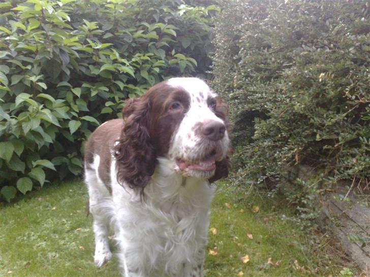 Engelsk springer spaniel Bølle (aflivet) ): - hej er jeg ikke smuk<3 billede 17