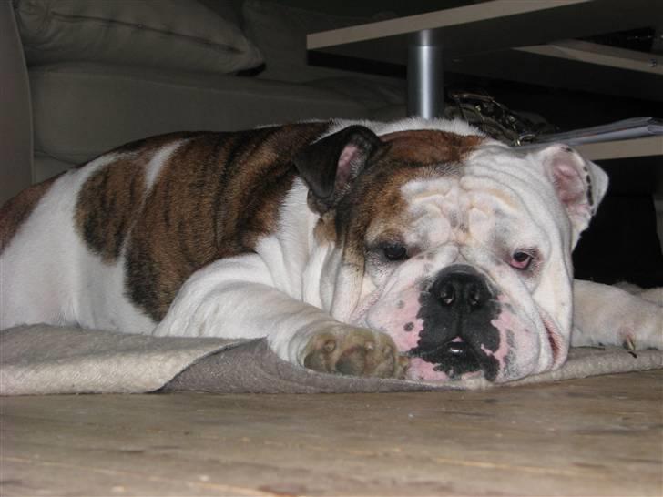 Engelsk bulldog Eigil - efter gufferne tager jeg lige en lur  billede 19