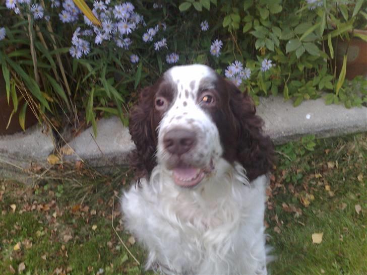 Engelsk springer spaniel Bølle (aflivet) ): - hej hej billede 18