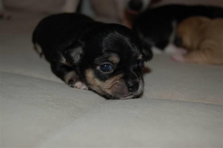Chihuahua Thit - Thits baby Kenzo billede 7