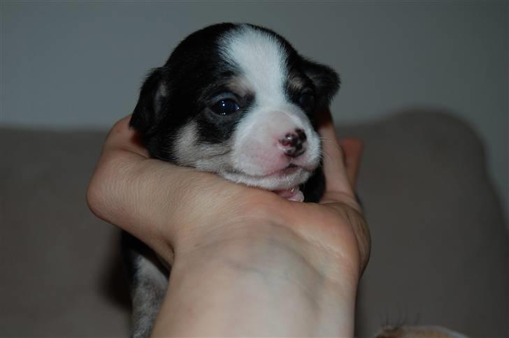 Chihuahua Thit - Thits baby Bailey billede 8