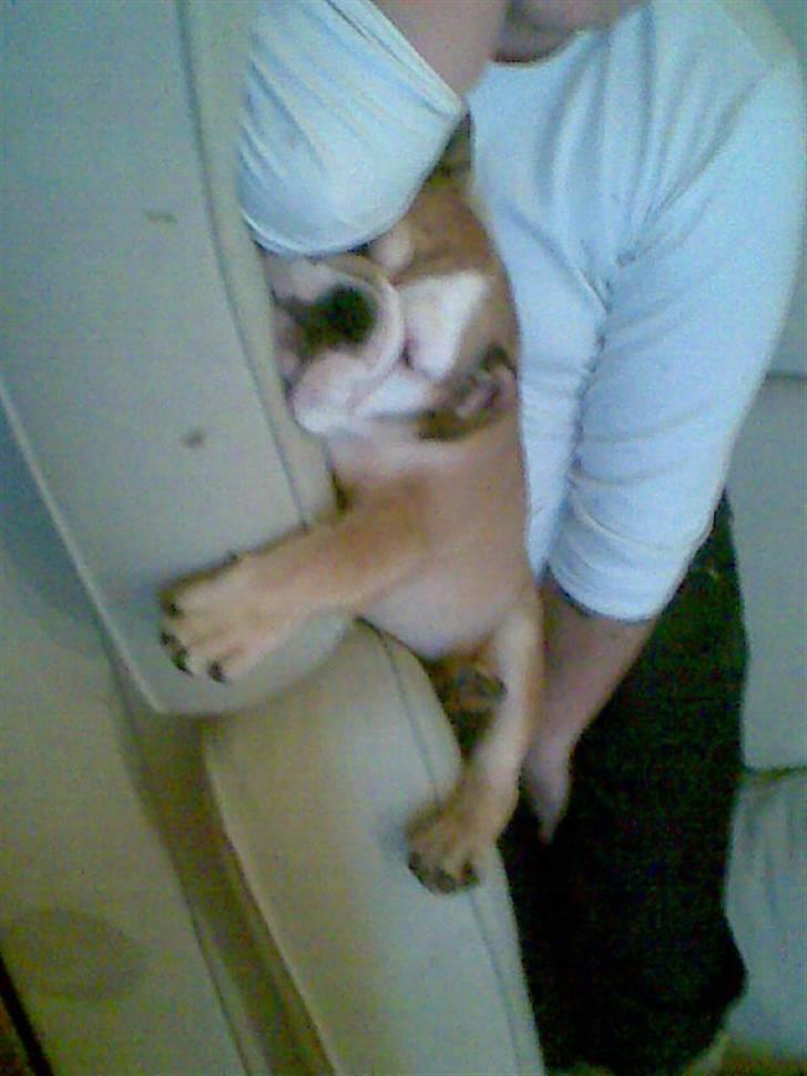 Engelsk bulldog Albert  - hygger lige med far på sofaen  billede 7