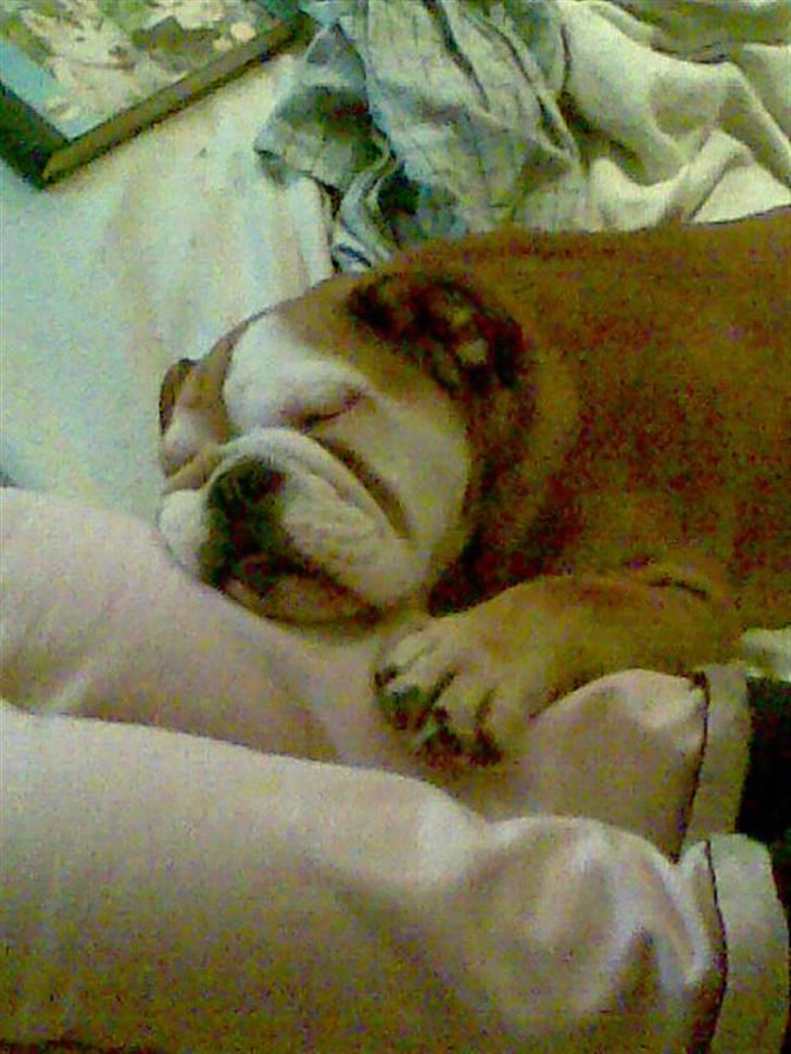 Engelsk bulldog Albert  - Er jeg ikke bare sød ? billede 8