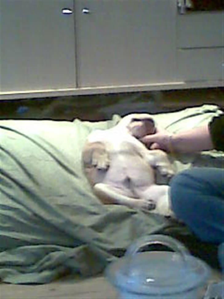 Engelsk bulldog Albert  - ligger til tider på ryggen og sover  billede 9