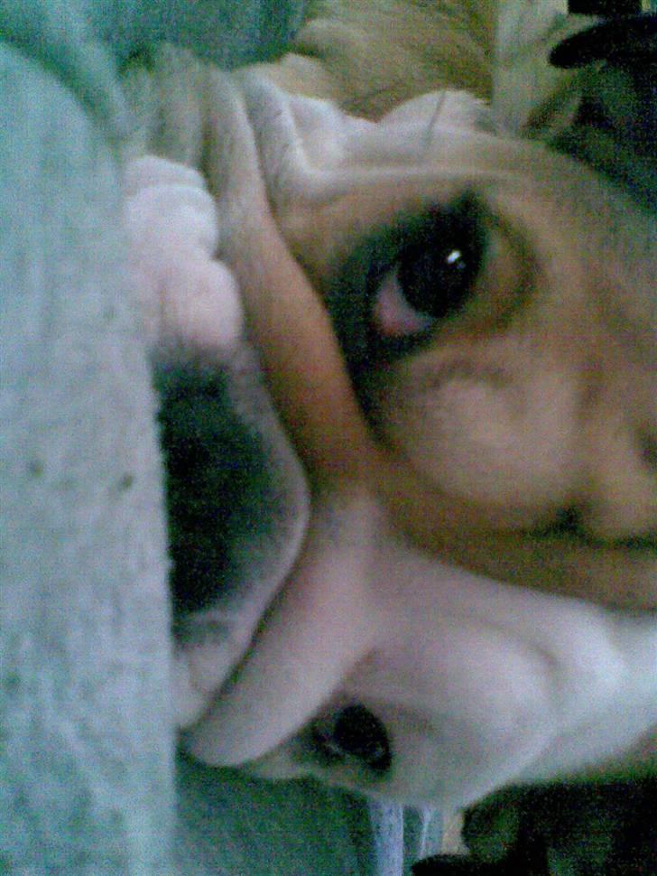 Engelsk bulldog Albert  - jeg holder øje med dig  billede 11