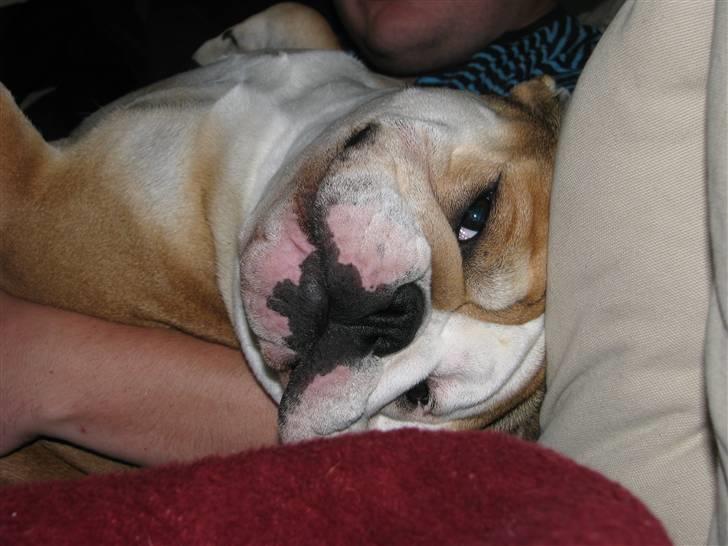 Engelsk bulldog Albert  - hej mor  billede 12