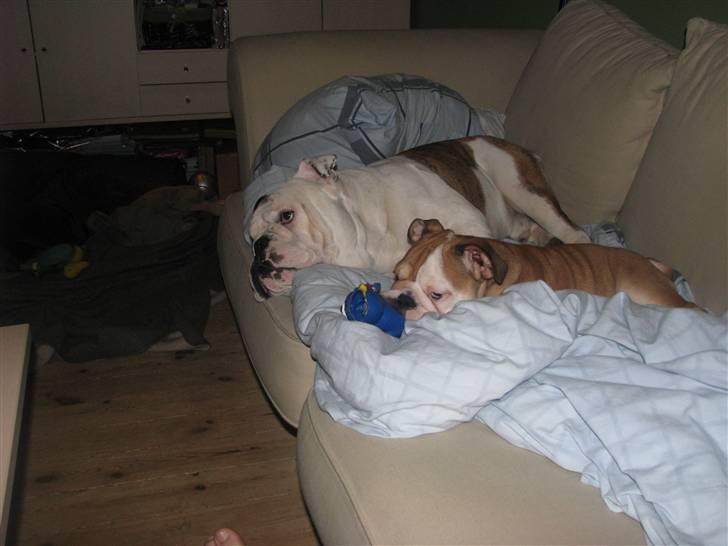 Engelsk bulldog Albert  - mor er ikke hjemme så slapper lige af med bror i sofaen - hmm  billede 13