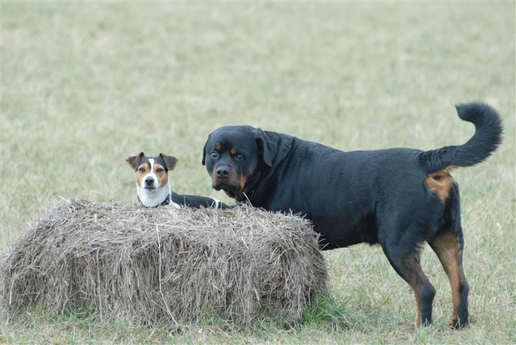Rottweiler  . Gizmo Vom Dornenhof billede 12