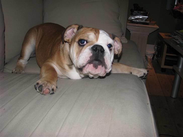 Engelsk bulldog Albert  - fjern det kamera mor  billede 14