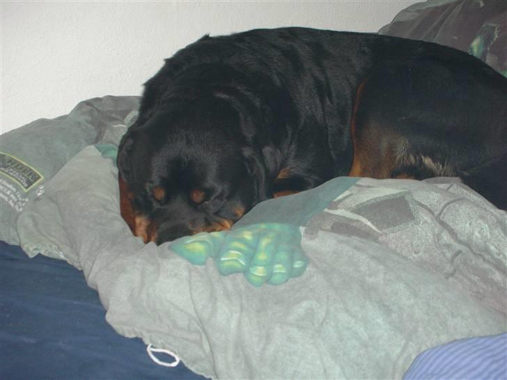Rottweiler  . Gizmo Vom Dornenhof billede 13