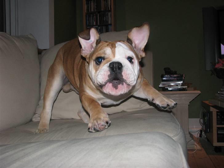 Engelsk bulldog Albert  - nu kommer jeg  billede 15