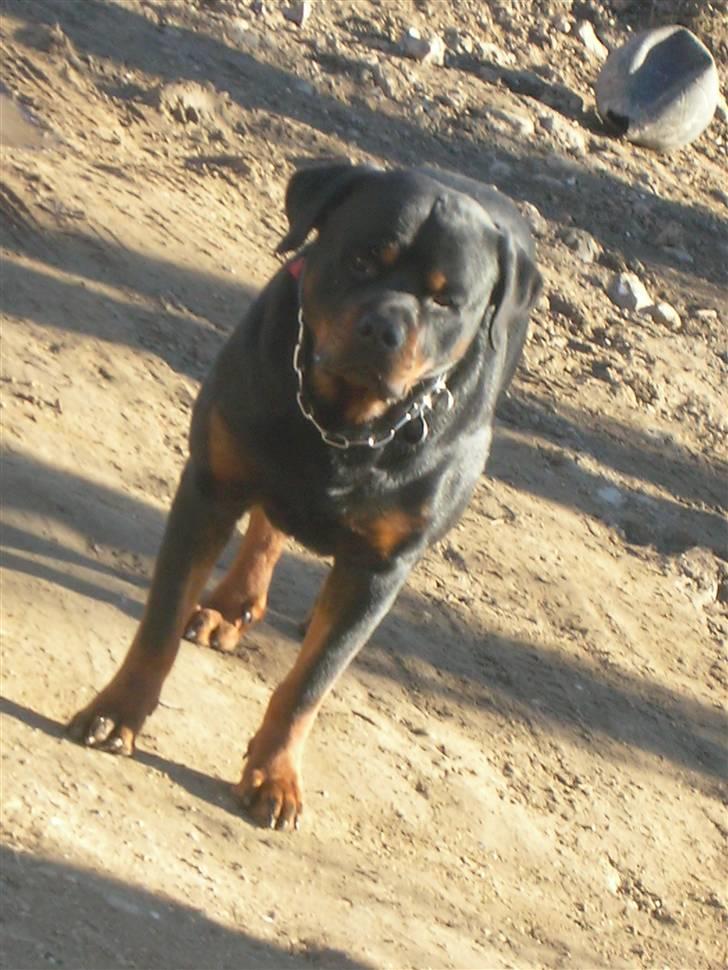 Rottweiler  . Gizmo Vom Dornenhof billede 14