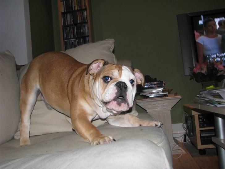 Engelsk bulldog Albert  billede 16