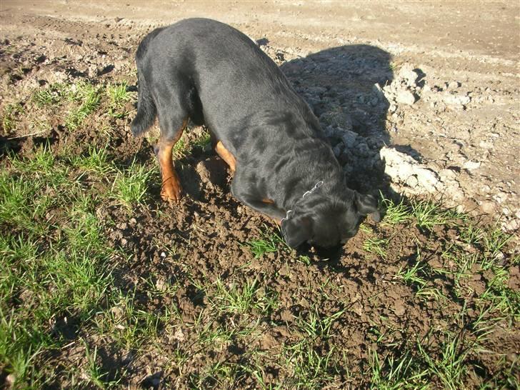 Rottweiler  . Gizmo Vom Dornenhof billede 15