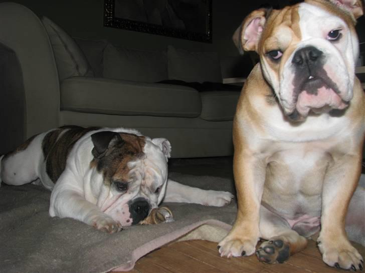 Engelsk bulldog Albert  billede 17