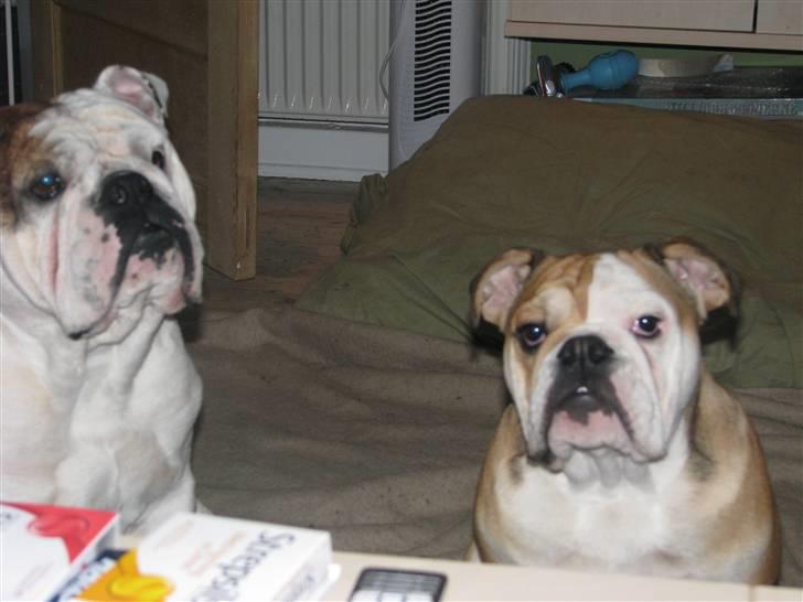 Engelsk bulldog Albert  billede 18