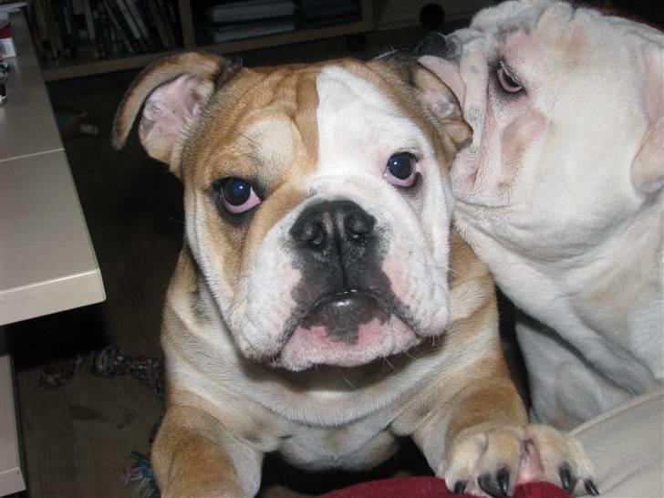 Engelsk bulldog Albert  billede 19