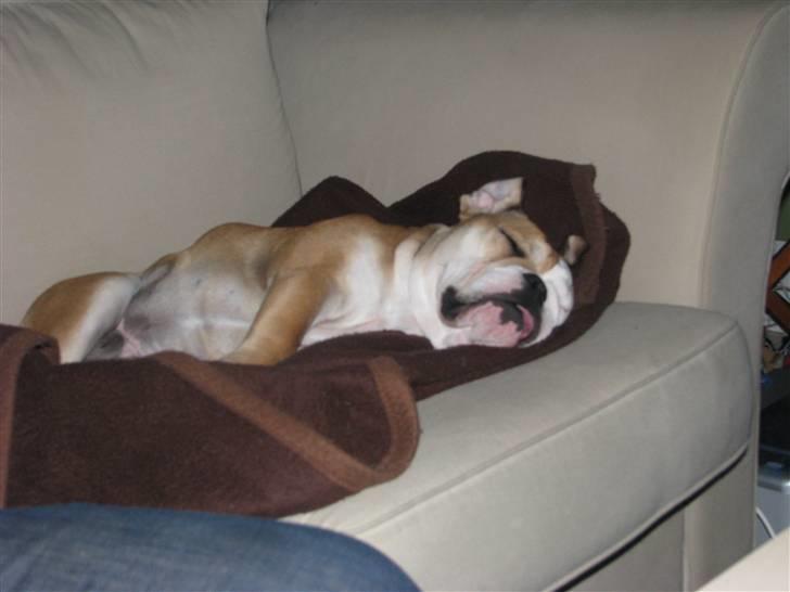 Engelsk bulldog Albert  billede 20