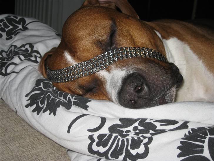 Amerikansk staffordshire terrier Kenzo billede 11