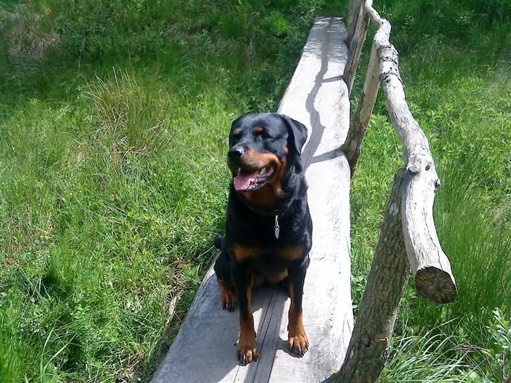 Rottweiler Freja billede 16