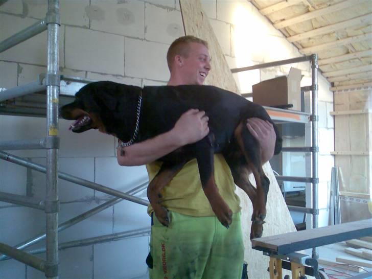 Rottweiler Freja billede 17