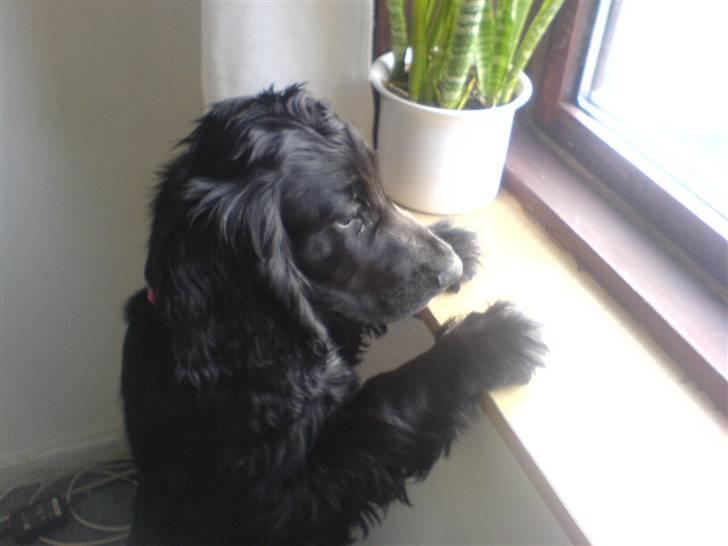 Cocker spaniel Felix billede 11