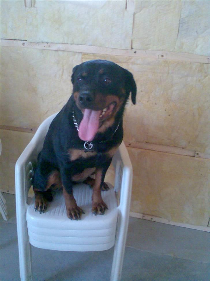 Rottweiler Freja billede 18