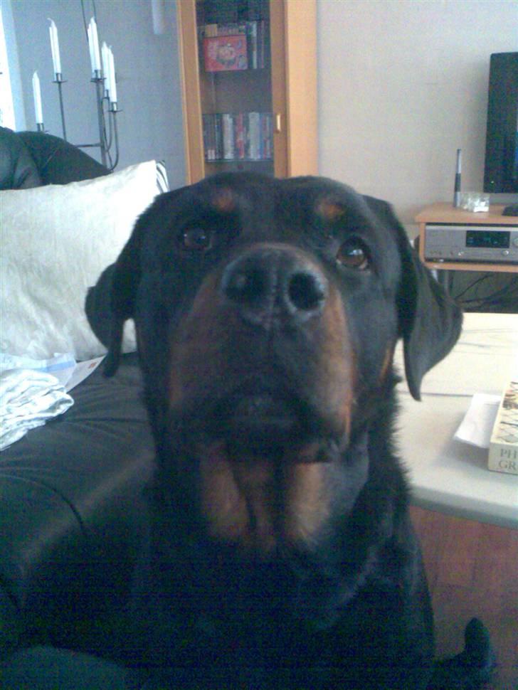 Rottweiler Freja billede 19