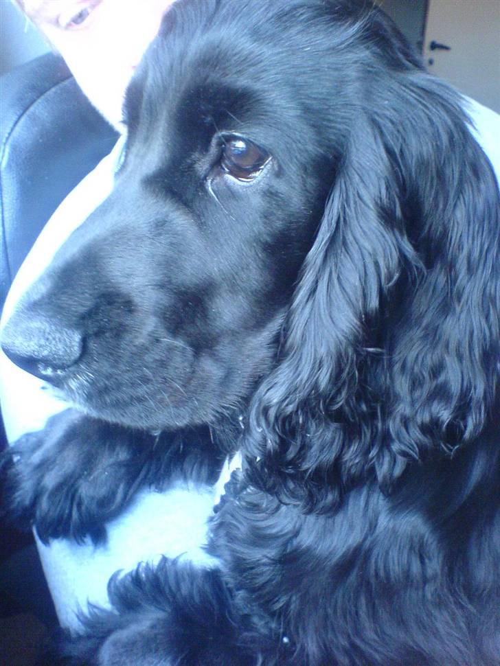 Cocker spaniel Felix billede 12