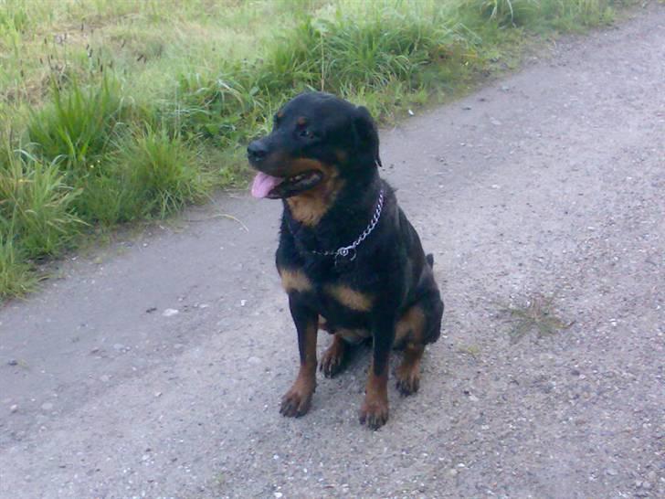 Rottweiler Freja billede 20