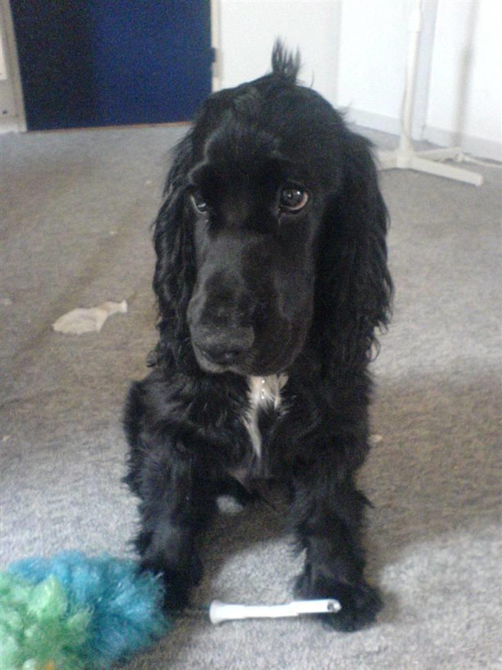 Cocker spaniel Felix - Se hans fine hanekam. Den kommer hver gang han ryster sig. :) billede 13