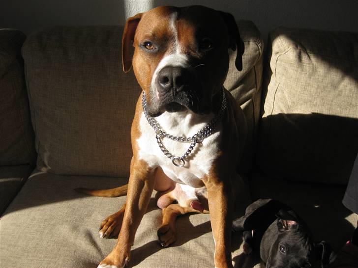 Amerikansk staffordshire terrier Kenzo billede 12