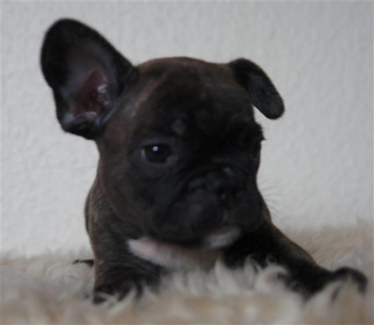 Fransk bulldog Rocko - Rucko 8 uger billede 5