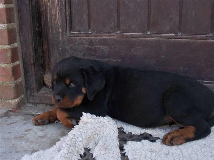 Rottweiler Rocky (R.I.P.) - Baby Rocky den da jeg hentede ham :) billede 1
