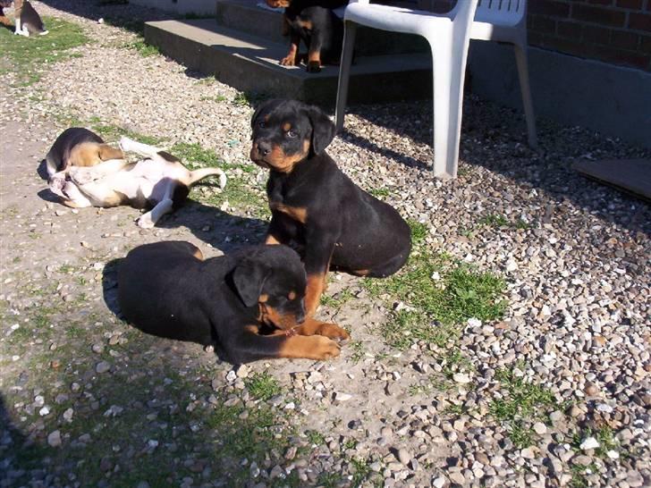 Rottweiler Rocky (R.I.P.) - Rocky kigger billede 2