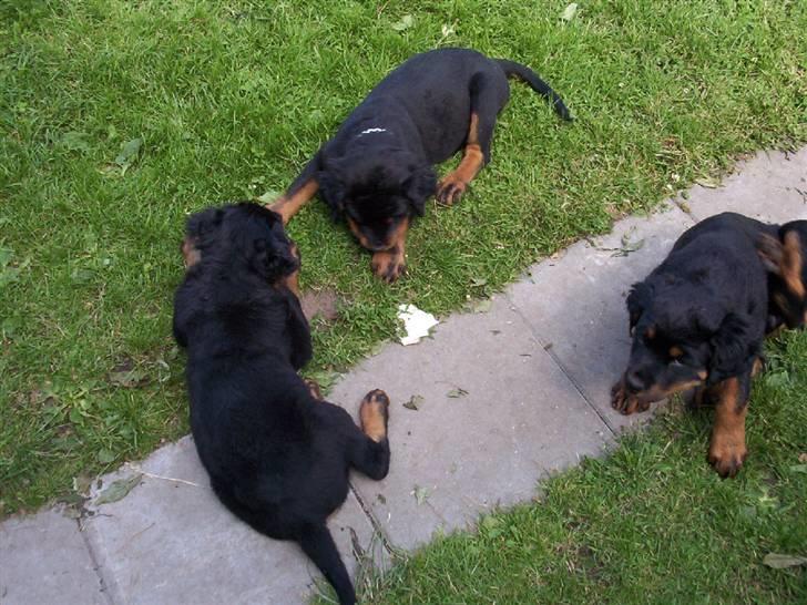 Rottweiler Rocky (R.I.P.) - Rocky med sine små rotte-søskende billede 3