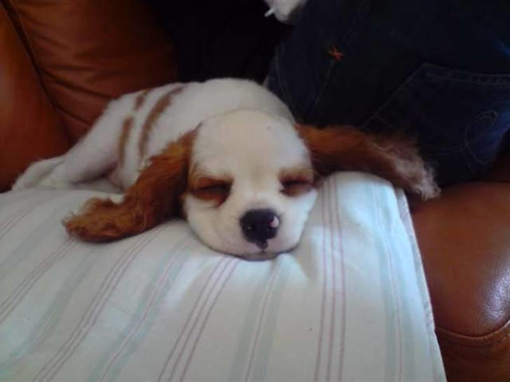Cavalier king charles spaniel slottets sir. robin DØD billede 4