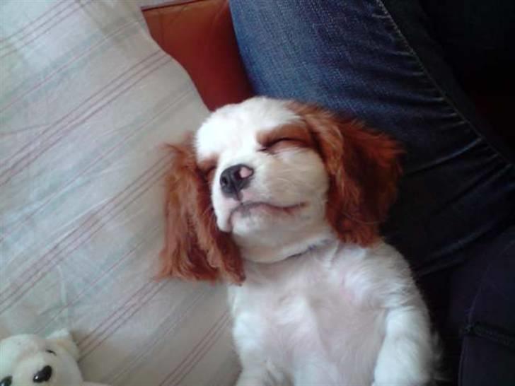 Cavalier king charles spaniel slottets sir. robin DØD billede 5