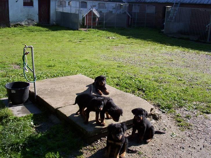 Rottweiler Rocky (R.I.P.) - Kennel Salus billede 4