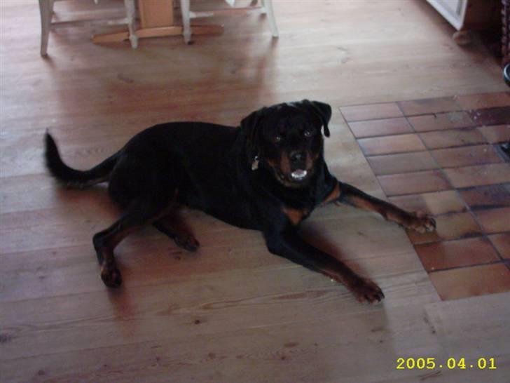 Rottweiler Rocky (R.I.P.) - Rocky vokser meget... billede 5