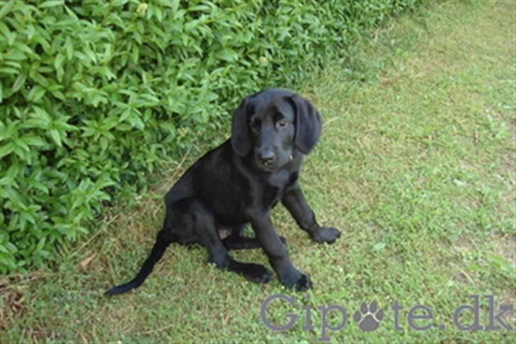 Blanding af racer Sammson - Det er et mildertidigt billed fra april 08 billede 1