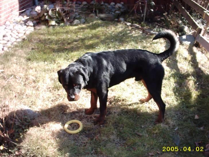 Rottweiler Rocky (R.I.P.) - Yndlingslegetøj, sammen med bolden :) billede 6