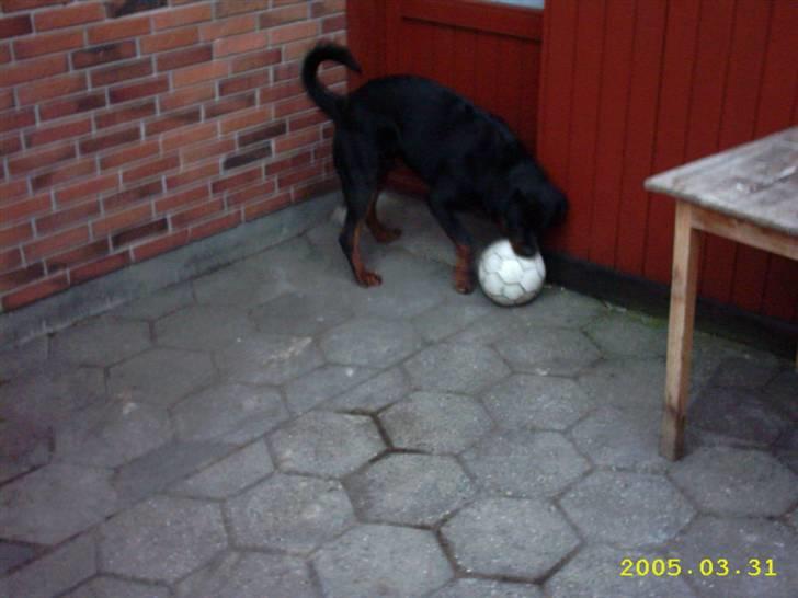 Rottweiler Rocky (R.I.P.) - yndlings bolden billede 7