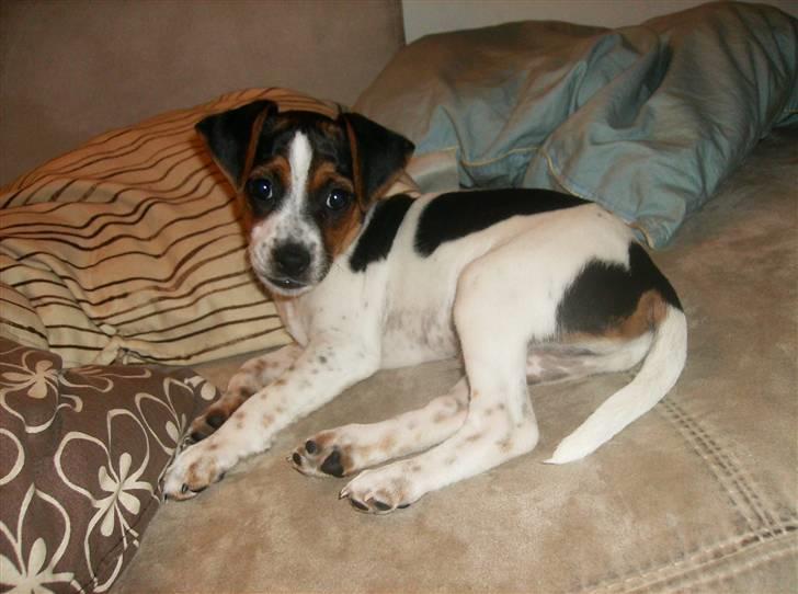 Dansk svensk gaardhund Louie - Louie 9 uger gammel billede 9