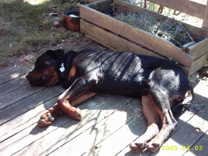 Rottweiler Rocky (R.I.P.) - Det er hårdt at lege i haven... billede 8